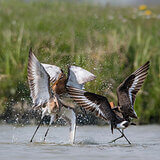 Black-tailed godwits